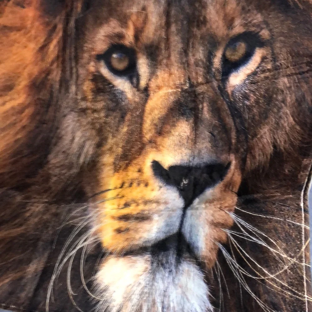 Loin themed throw mat